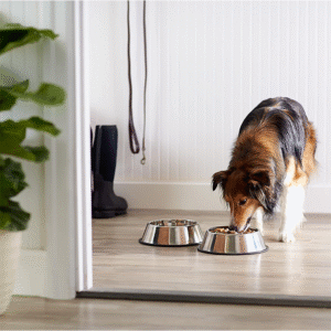 Dog Water And Food Bowl